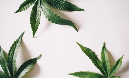 cbd olja hampa hampafröolja cbd sverige herbmed