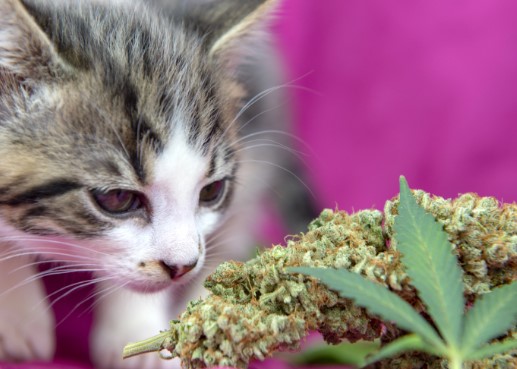 cbd olja husdjur qhund katt tillbehör herbmed